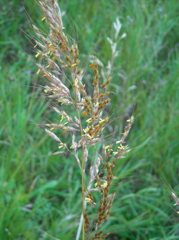 indian grass.JPG